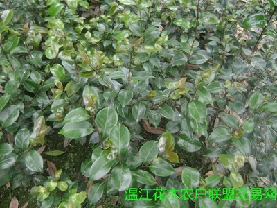 茶梅