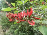 A004
